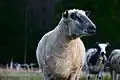 Wensleydale tondu.
