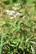 Reine des prés (Filipendula ulmaria) observée sur la commune d'Allonne. L'espèce est indicatrice des zones humides.