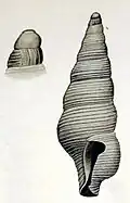 Filodrillia trophonoides.