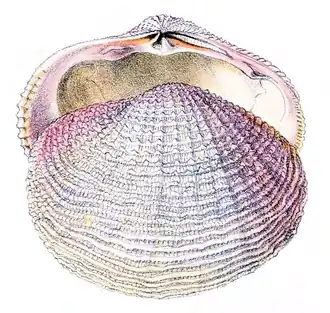 Description de l'image Fimbria fimbriata (from Reeve, 1873).png.