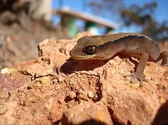 Description de l'image Fingals gecko.jpg.
