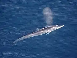 Rorqual commun soufflant, en vue plongeante.