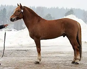Étalon finlandais de type trotteur.