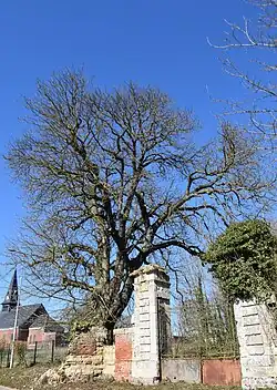 Arbre centenaire.