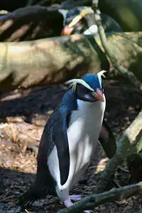 Eudyptes pachyrhynchus