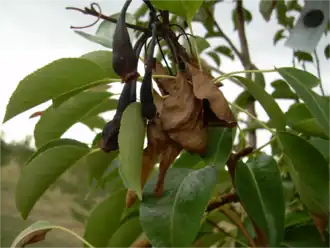 Description de l'image Fire blight (Erwinia amylovora) of pear.png.