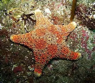 Asterodiscides truncatus, une Asterodiscididae