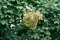 Fructification