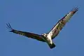 Un Balbuzard.