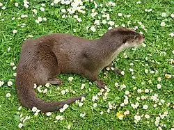 Loutre d'Europe (Lutra lutra).