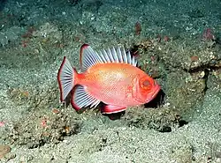 Pristygenys alta.