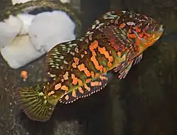 Hexagrammos lagocephalus.