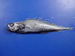 Gadella imberbis.
