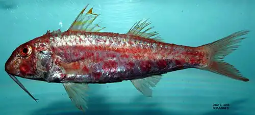 Mullus auratus