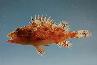 Neomerinthe hemingwayi