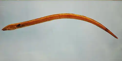 Ophichthus gomesii