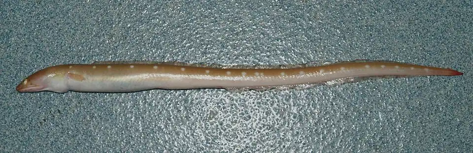 Ophichthus puncticeps