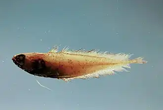 Physiculus fulvus.