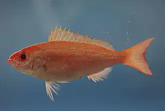Description de l'image Fish4422 - Flickr - NOAA Photo Library.jpg.