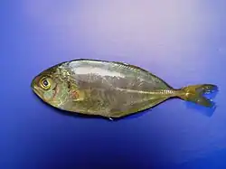 Seriola zonata