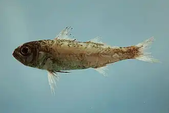 Synagrops bellus