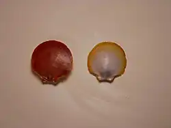 Amusium papyraceum
