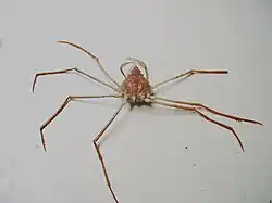 Anasimus latus