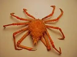 Rochinia crassa