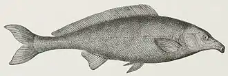 Description de l'image Fish Auction at San (1878) - TIMEA.jpg.