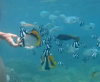 Une main tenant du pain est tendue sous l'eau, et plusieurs dizaines de poissons de différentes espèces s'y précipitent.