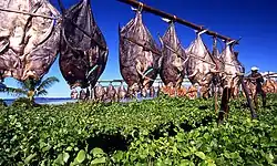 Rangées de poissons suspendus à une corde, séchant au soleil