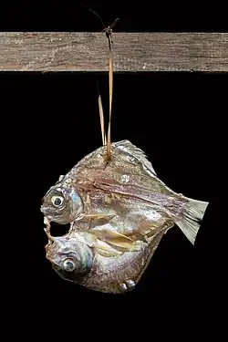 Poisson du Mékong (pa tak ou ປາຕາກ en Lao) accroché à une poutre, séchant au soleil, sur un fond noir, à Don Det.