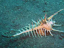 Murex pecten vivant in situ