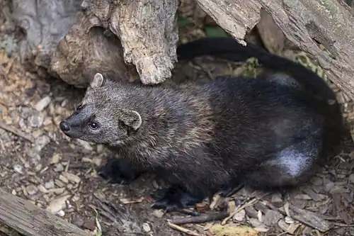 Pékan (Pekania pennanti).