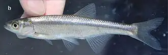 Description de l'image Fishes in upper Kura and Aras river drainages (10.3897-zse.96.52241) Figure 6 (Alburnus filippi from Kura River cropped).jpg.