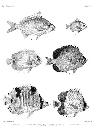 Description de l'image Fishes of India. Atlas. Plate XXVI.jpg.