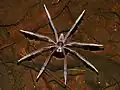 Araignée Dolomedes