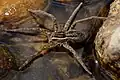 Araignée privée de deux membres.