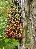 fruits mûrs