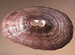 Fissurella crassa