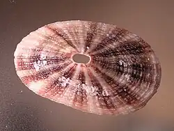 Fissurella maxima