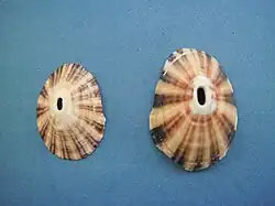Fissurella nimbosa