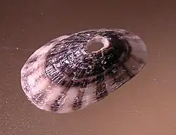 Fissurella radiosa