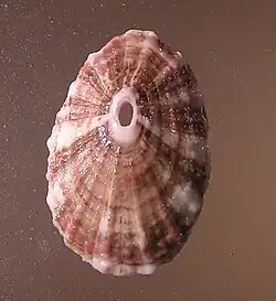 Fissurella rosea