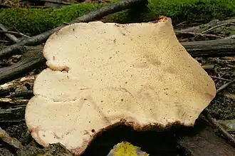 Hyménium.
