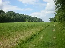 Lisière entre le bois Saint-Jean et le bois de la Frête.