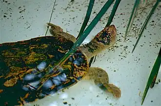Description de l'image Fitzroy River Turtle (Rheodytes leukops) (10112920833).jpg.