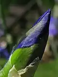 Modèle de structure des flèches Sarbacana