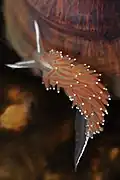 C. longicaudata en Colombie-Britannique.