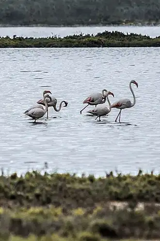 Image illustrative de l’article Lac de Télamine